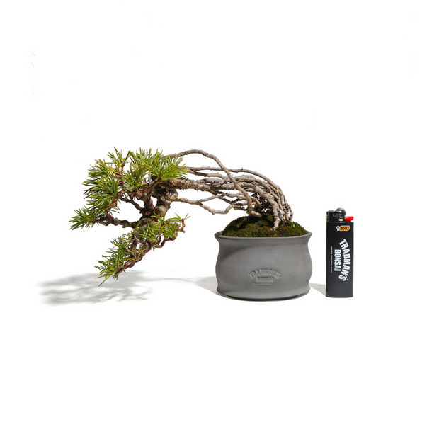 五葉松　-Japanese white pine-　（推定樹齢25年） 詳細画像